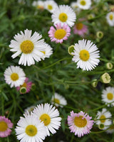 Spansk Bakkestjerne, Erigeron karvinskianus - 19 cm potte