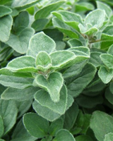 Spicy Oregano - 15-25 cm