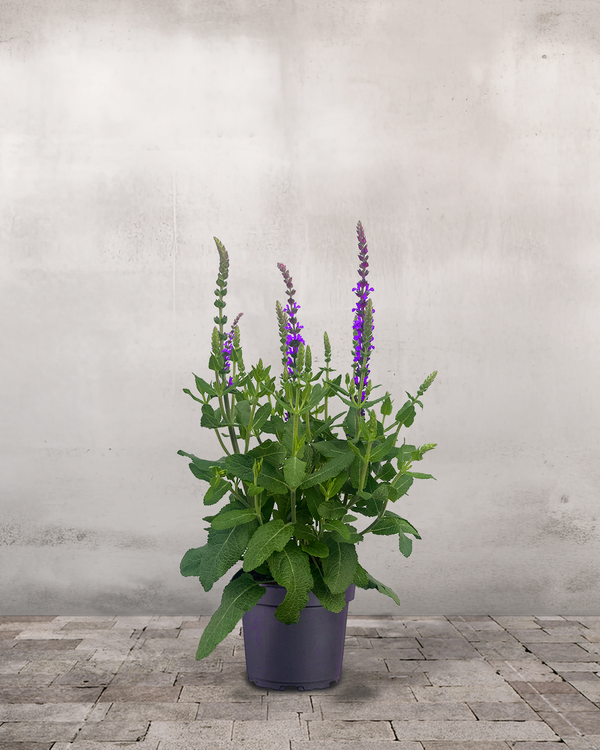 Staudesalvie, Salvia nem. 'Caradonna' - 12 cm potte