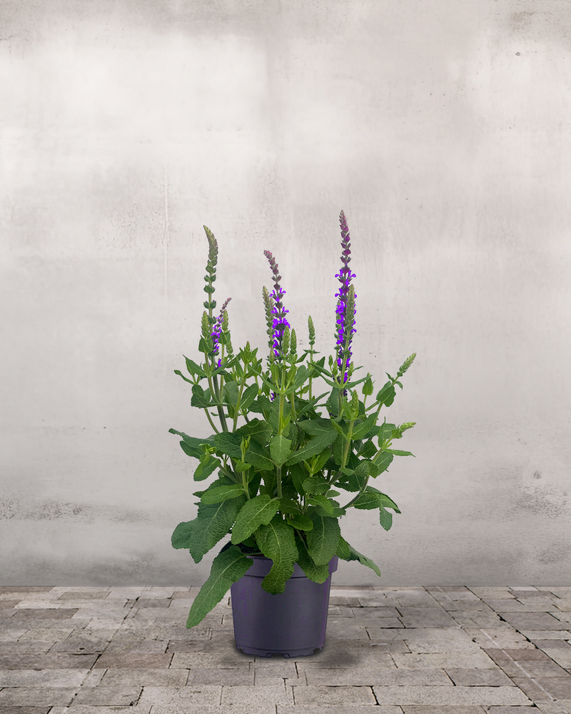 Staudesalvie, Salvia nem. 'Caradonna' - 12 cm potte