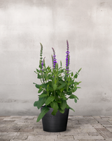 Staudesalvie, Salvia nem. 'Caradonna' - 12 cm potte