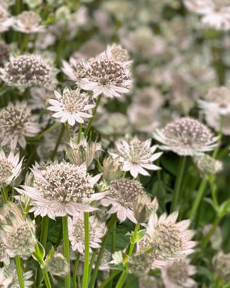 Stjerneskærm, Astrantia Major 'Star of Billion' - 12 cm potte