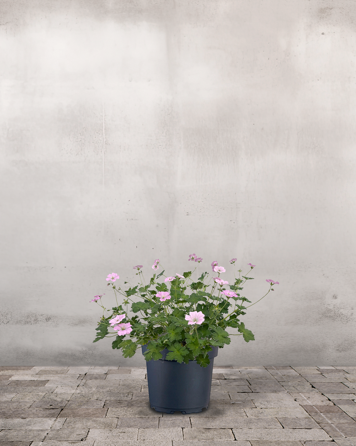 Storkenæb, Geranium Hybrid 'Dreamland' - 12 cm potte – Greenify