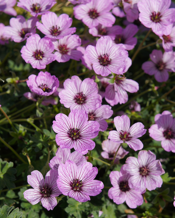 Storkenæb, Geranium Cinereum 'Ballerina' - 11 cm potte