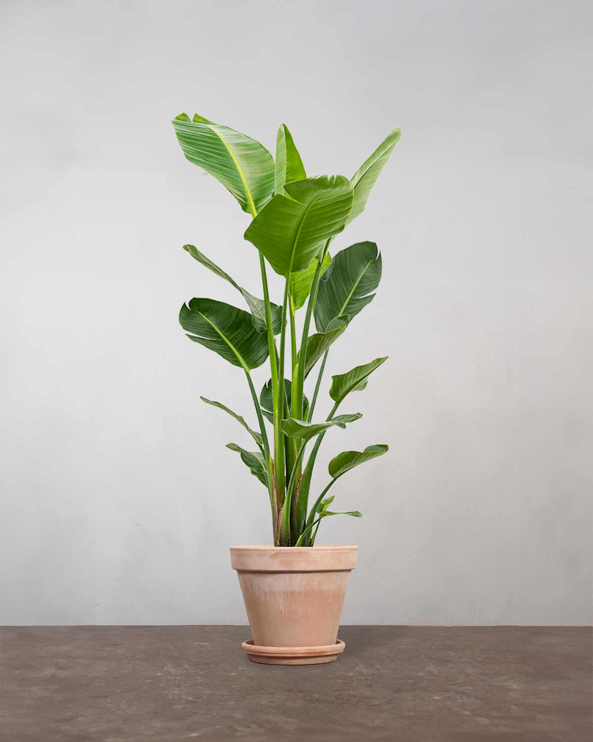Strelitzia Nicolai 160-180 cm