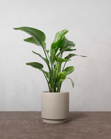 Grøn Julegavepakke: Philodendron & Strelitzia med Plejesæt