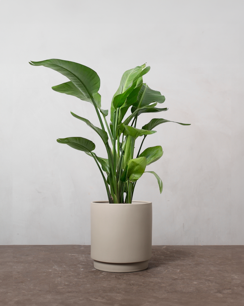 Grøn Julegavepakke: Philodendron & Strelitzia med Plejesæt