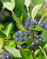 Surbær, Aronia melanocarpa, Færdighæk