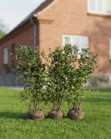 Surbær, Aronia melanocarpa, Topkvalitet Færdighæk