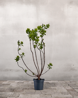 type=Ingen krukke/color=Ingen farve