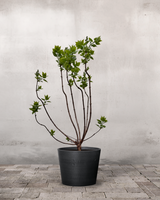 type=Greenify Udendørskrukke/color=Sort