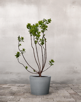 type=Greenify Udendørskrukke/color=Grå