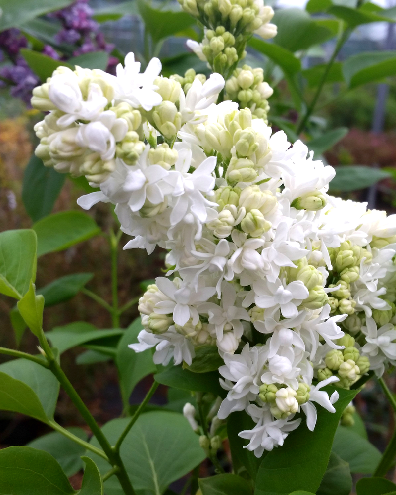 Syren, Syringa vulgaris 'Mme Lemoine' - 100-120 cm