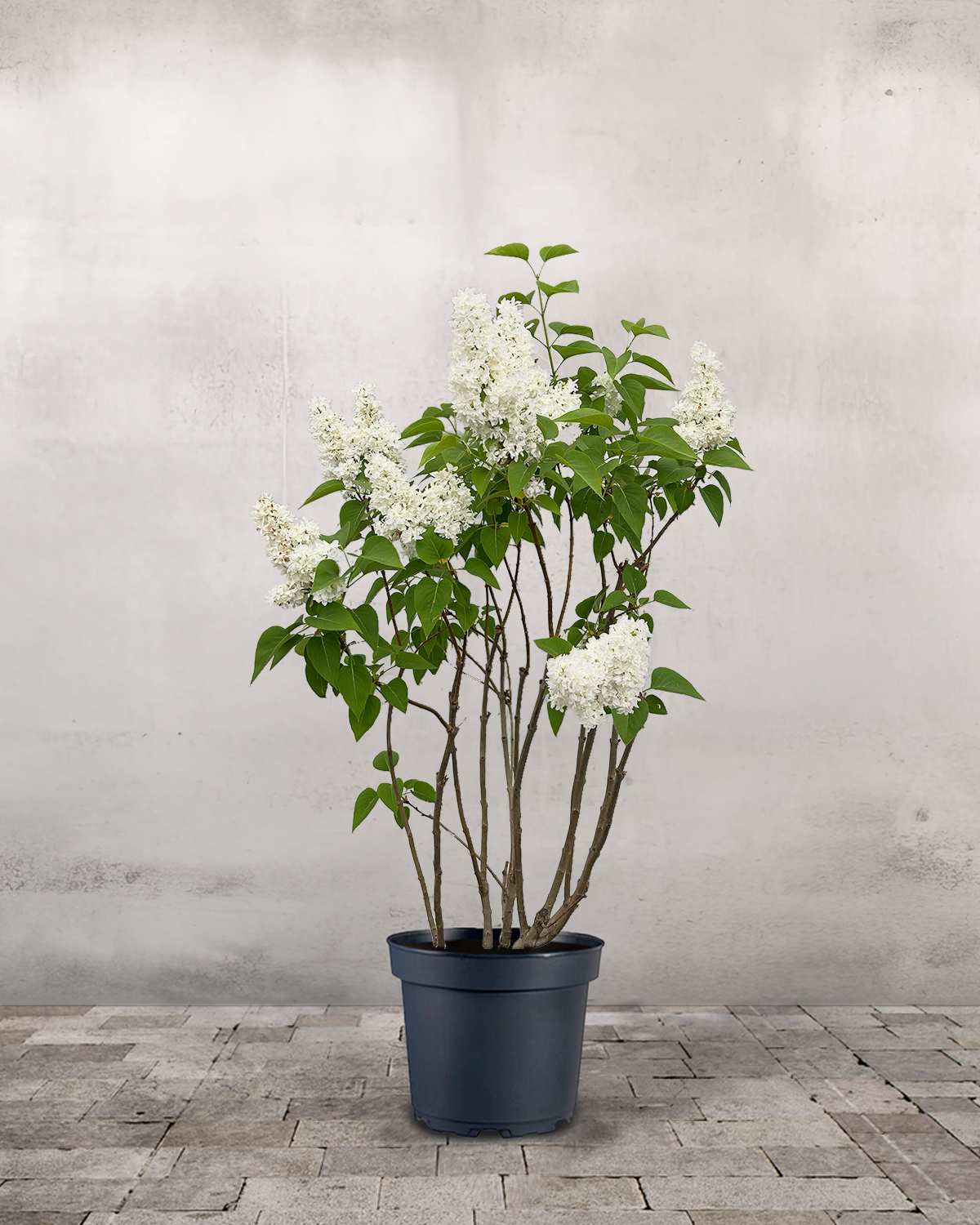 Syren Syringa Vulgaris 'Mme Lemoine' - 100-120 cm – Greenify