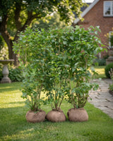 Syren, Syringa Vulgaris 'Alba', Topkvalitet Færdighæk