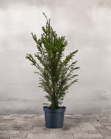 Taks Taxus Baccata - 80-100 cm