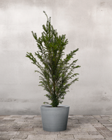 Taks Taxus Baccata - 80-100 cm