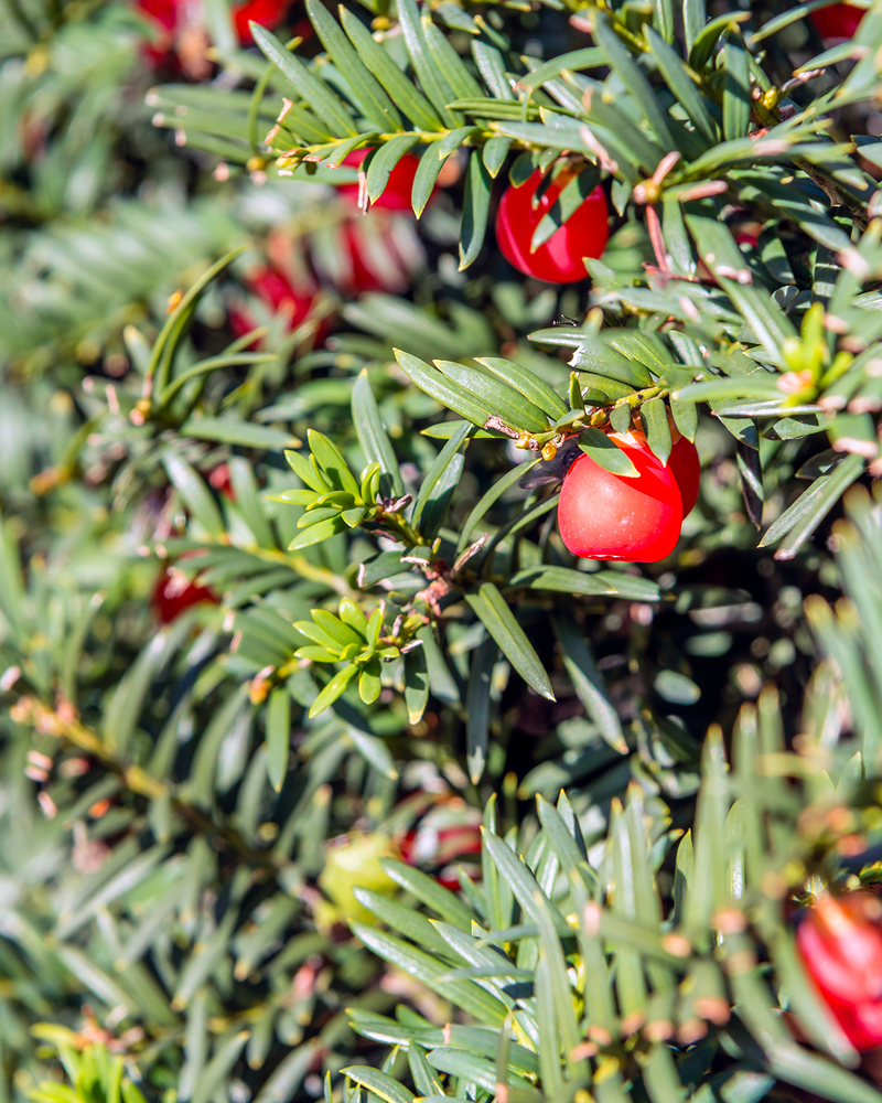 Taks Taxus Baccata 'Kugle' - 30-40 cm