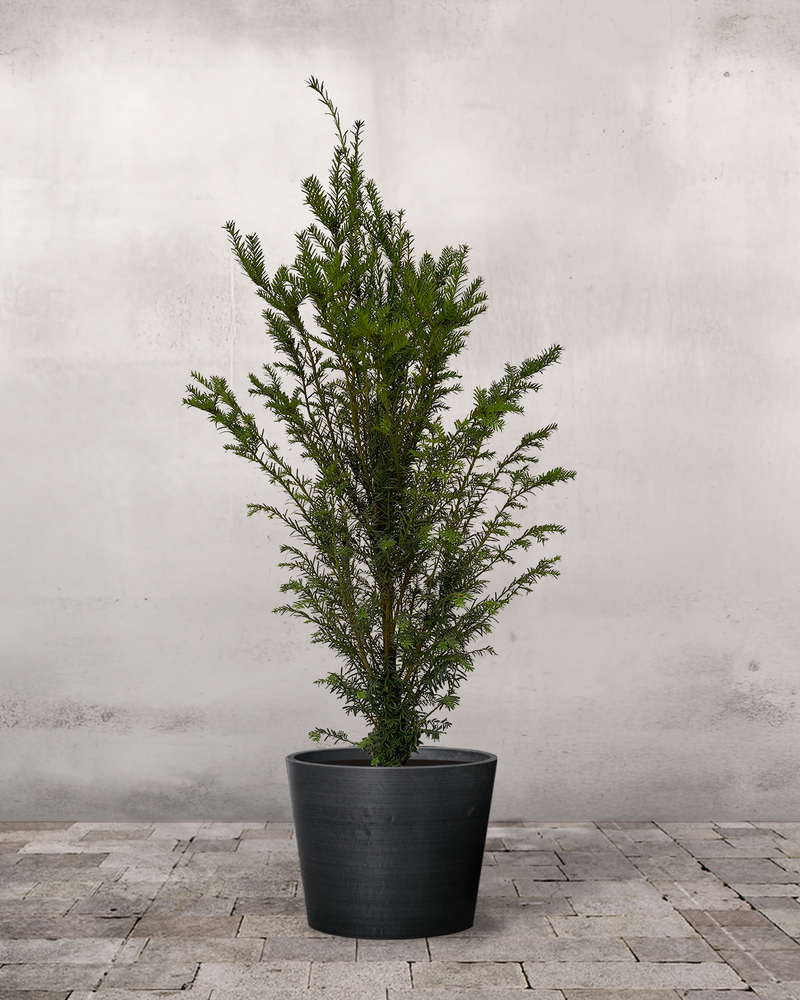 Taks Taxus Baccata - 80-100 cm