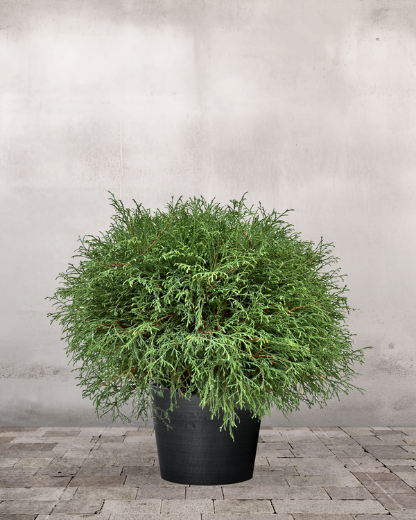 Kuglethuja 'Mr. Bowling Ball', 70-80 cm