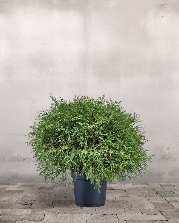 type=Ingen krukke/color=Ingen farve