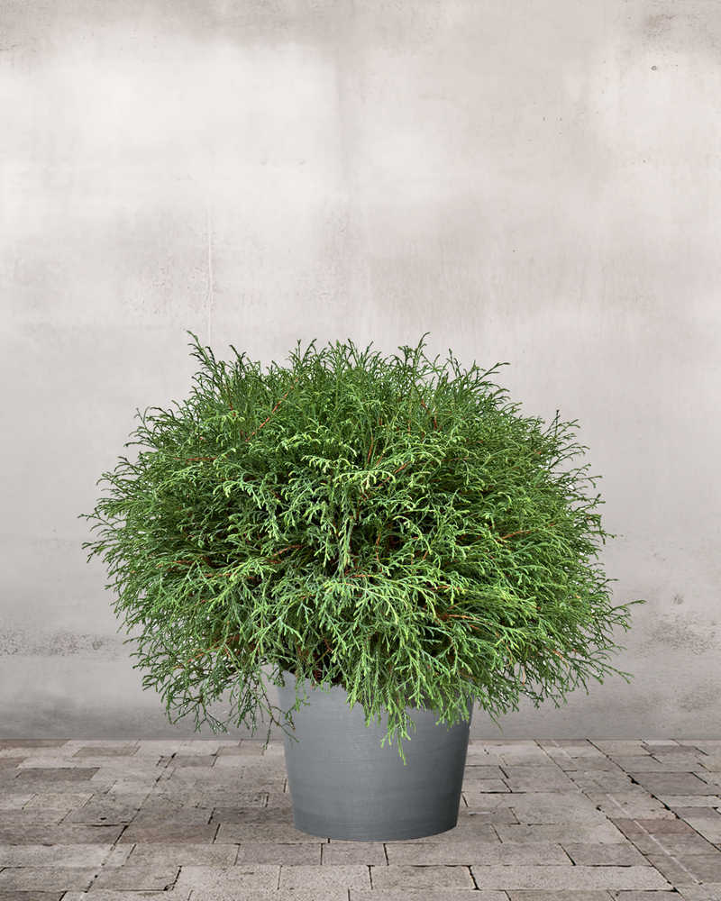 type=Greenify Udendørskrukke/color=Grå