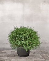 type=Simple krukke/color=Warm Black