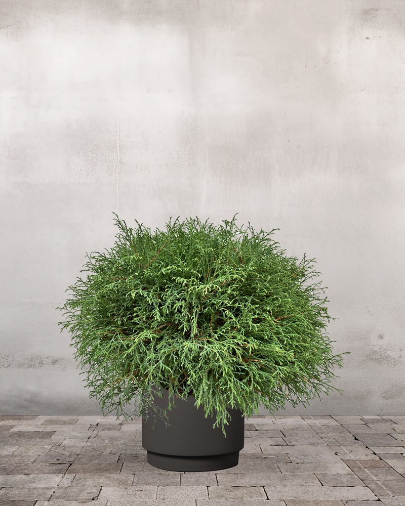 type=Simple krukke/color=Warm Black