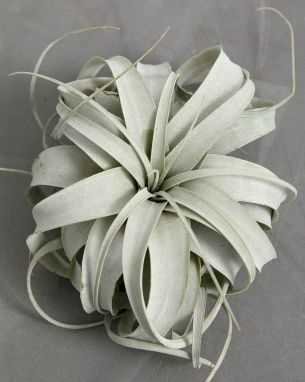 Tillandsia