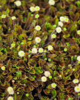 Trædebregne, Leptinella squalida - 13 cm potte