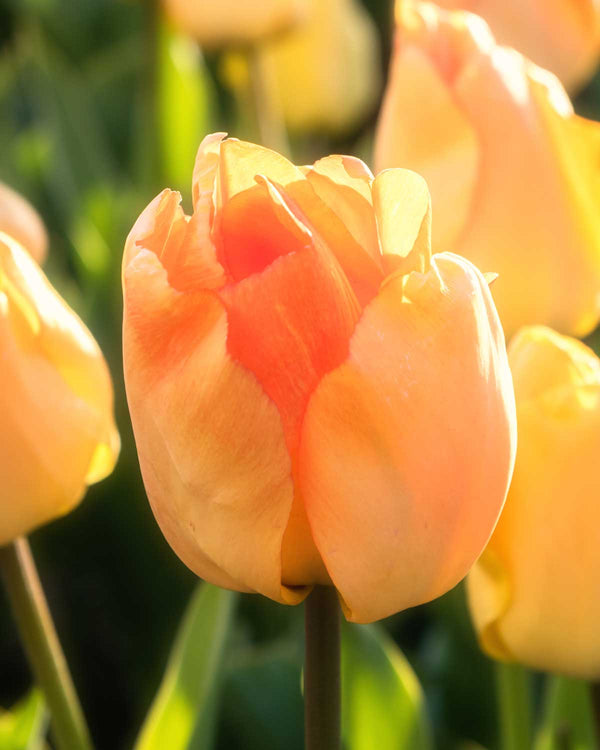 Tulipan 'Daydream'  - 5 stk blomsterløg