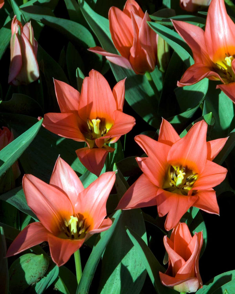 Tulipan, Tulipa 'Toronto' - 8 stk blomsterløg