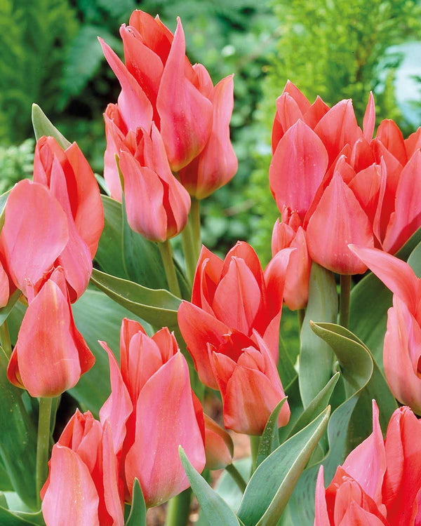 Tulipan, Tulipa 'Toronto' - 8 stk blomsterløg