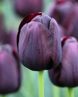 Tulipan, Tulipa 'Queen of Night' - 8 stk blomsterløg