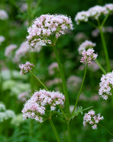 Lægebaldrian, Valeriana Officinalis