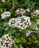 Vintersnebolle, Viburnum Tinus - 40-60 cm