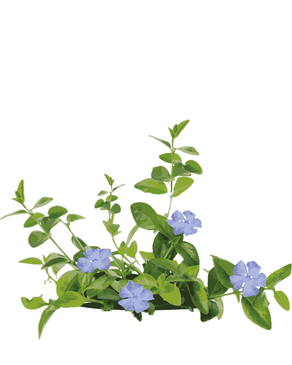 Vintergrøn, Vinca Minor