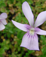 Hornviol 'Victoria's Blush' - 11 cm potte