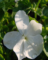Hornviol 'Wisley White'