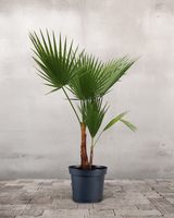 Mexicansk Viftepalme 'Washingtonia Robusta' - 120-130 cm