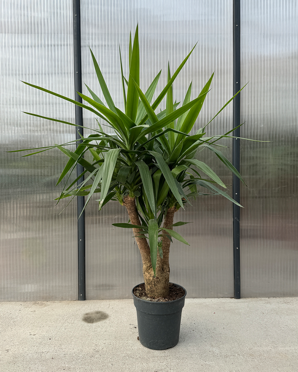 Yucca Palme - 120-140 cm