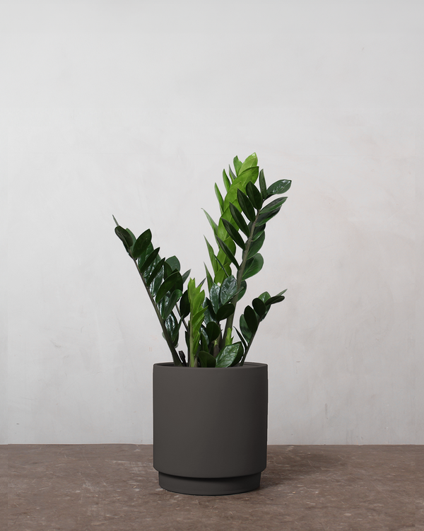 Zamioculcas Zamiifolia - 30-50 cm