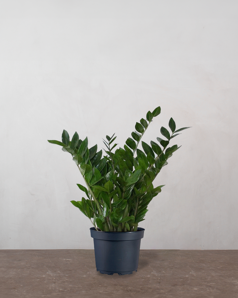 Zamioculcas Zamiifolia - 80-100 cm