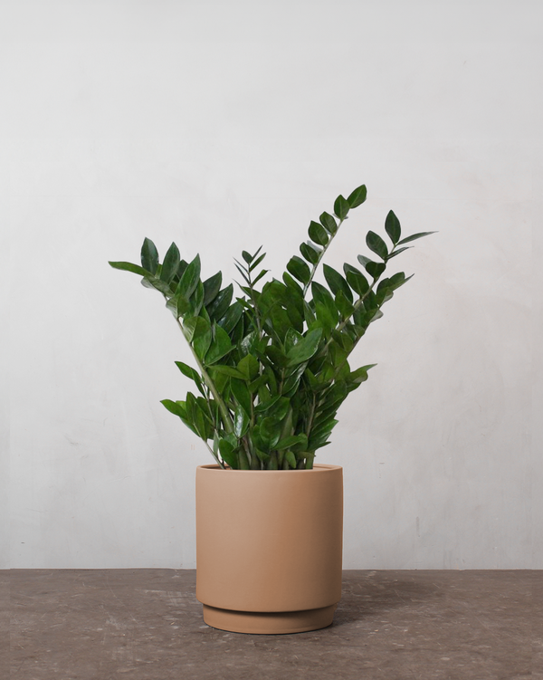 Zamioculcas Zamiifolia - 80-100 cm