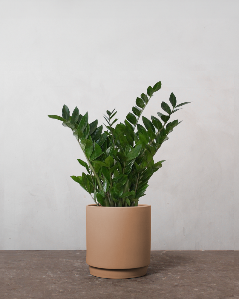 Zamioculcas Zamiifolia - 60-80 cm