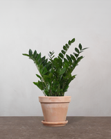 Zamioculcas Zamiifolia - 80-100 cm