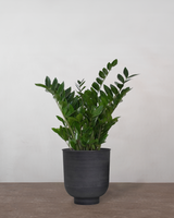 Zamioculcas Zamiifolia - 80-100 cm