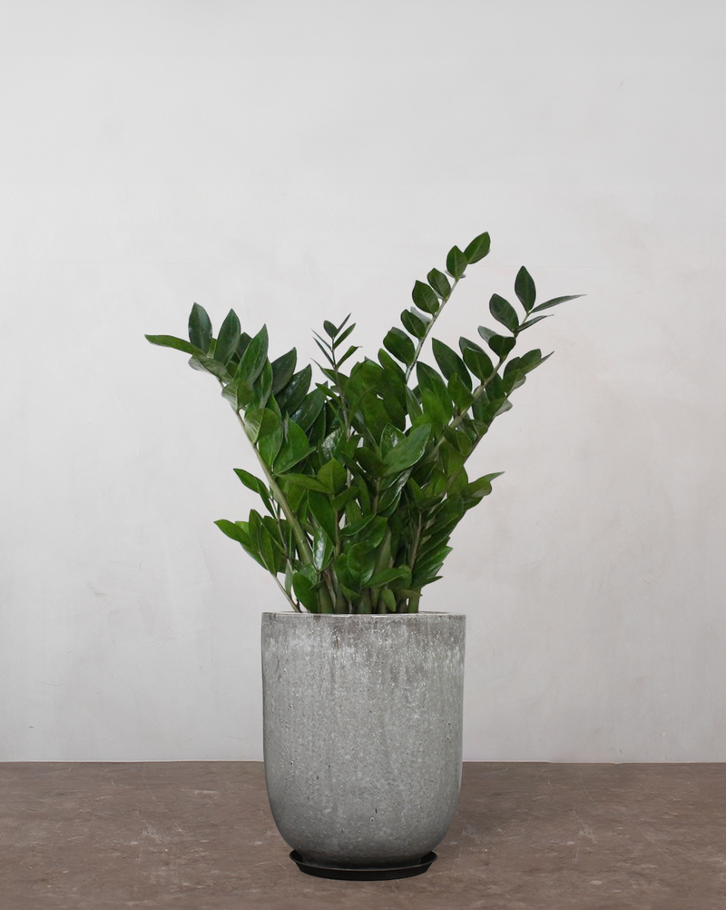 Zamioculcas Zamiifolia - 60-80 cm