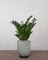 Zamioculcas Zamiifolia - 80-100 cm