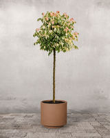 type=Simple krukke/color=Pale Terracotta